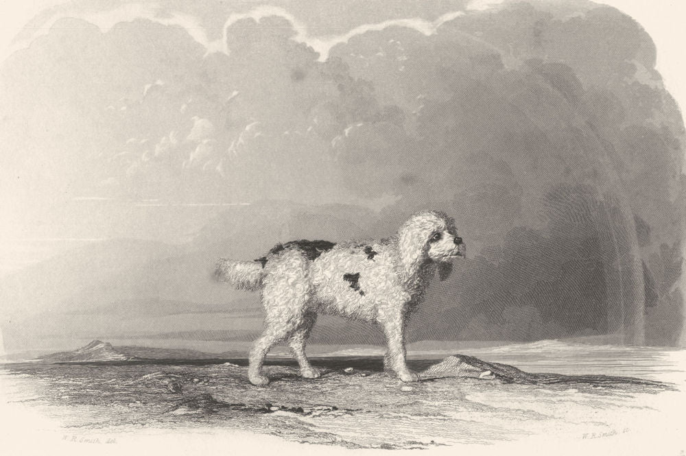 DOGS. Poodle. Fine steel engraved vignette. Q. scarce (Edward Jesse) 1846